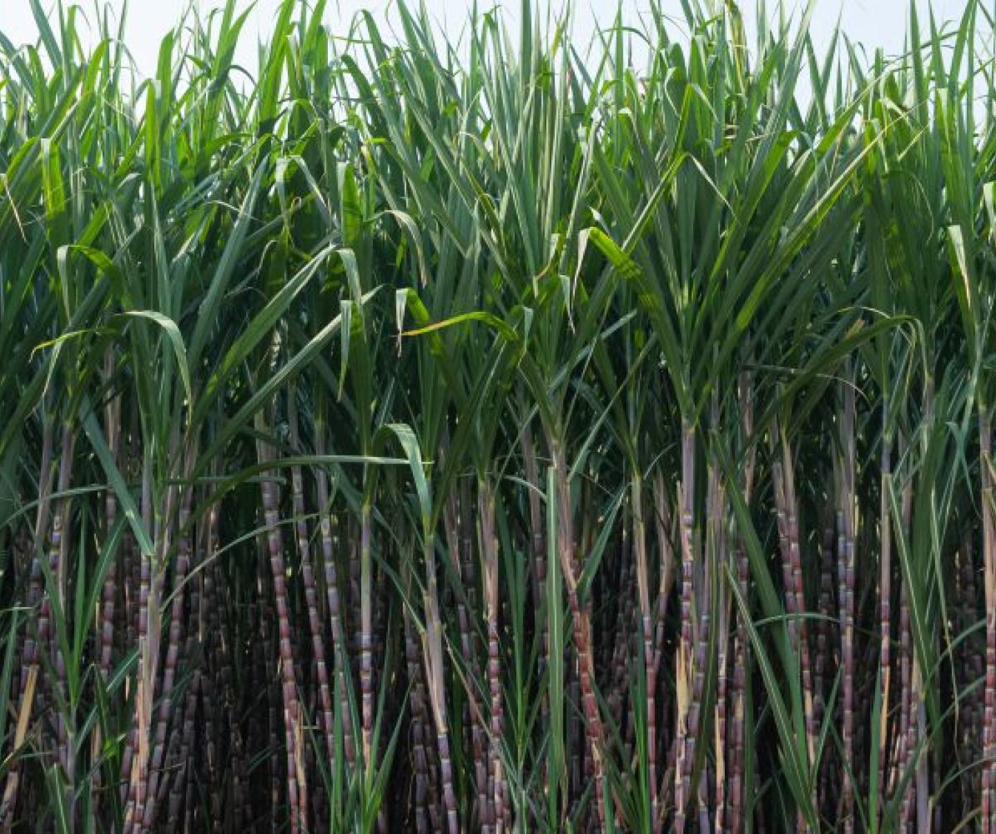 Sugarcane | FMC Ag IN